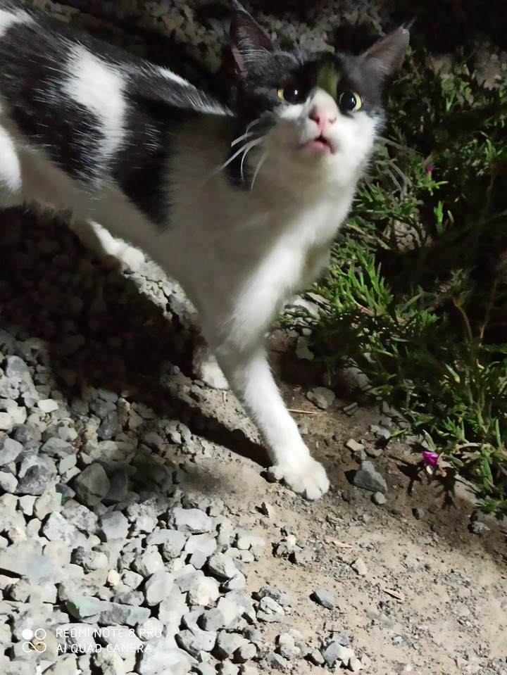 cat ?