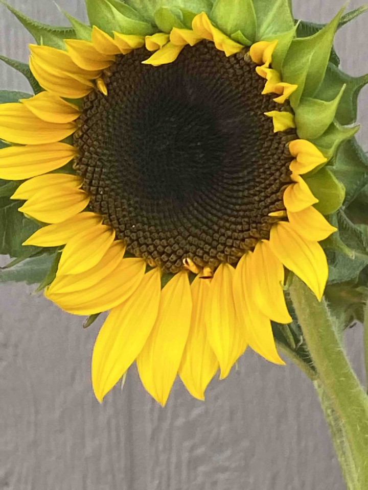 girasol