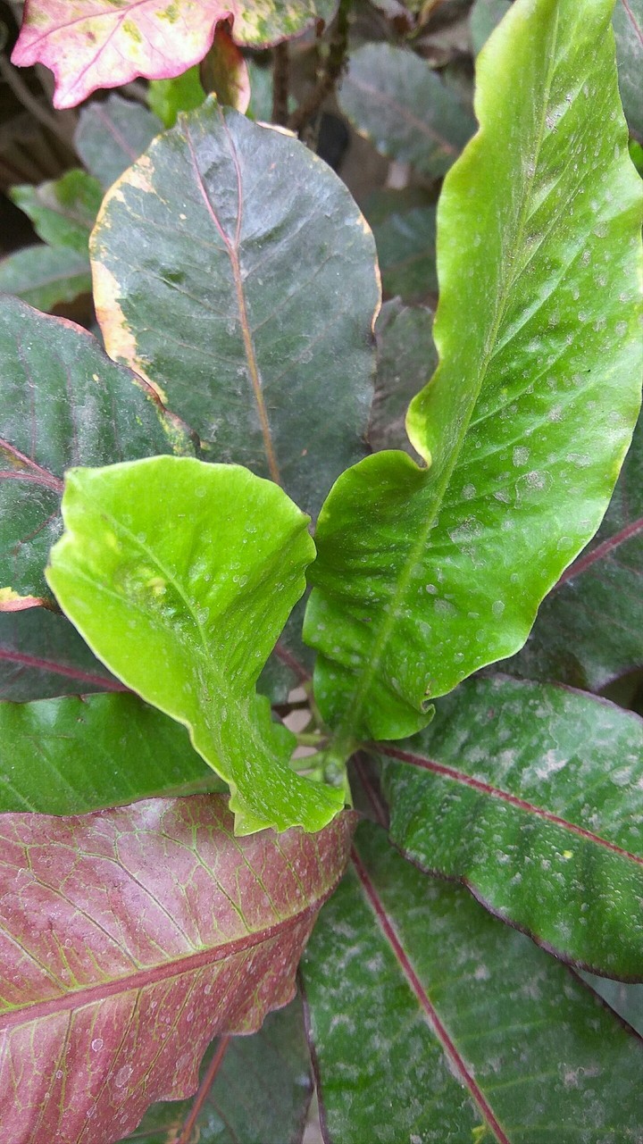 Green leaf