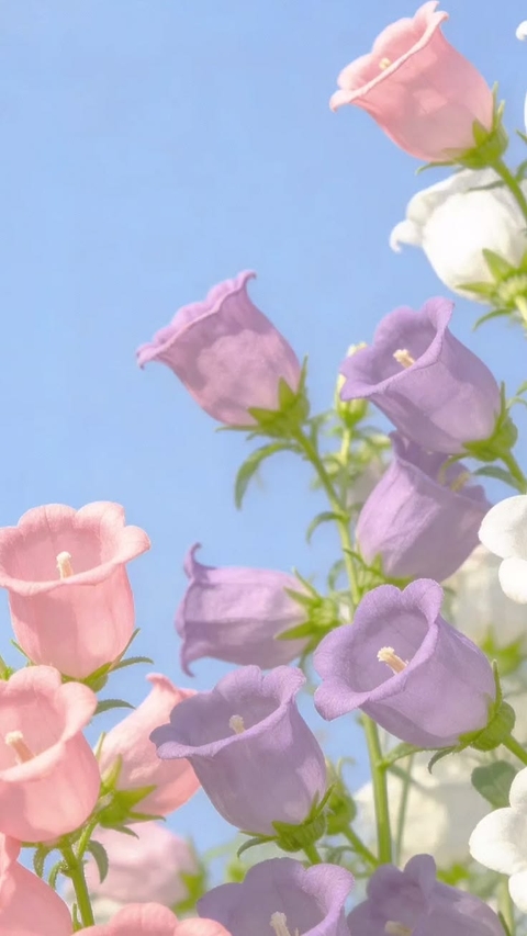 Canterbury Bells