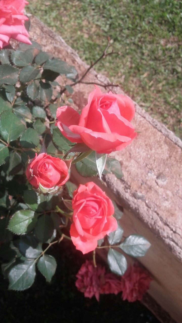 rosa