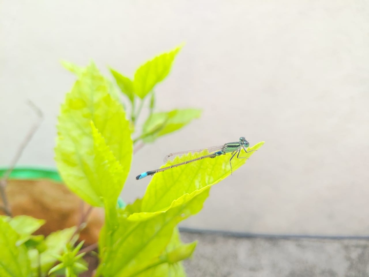 Grass hopper