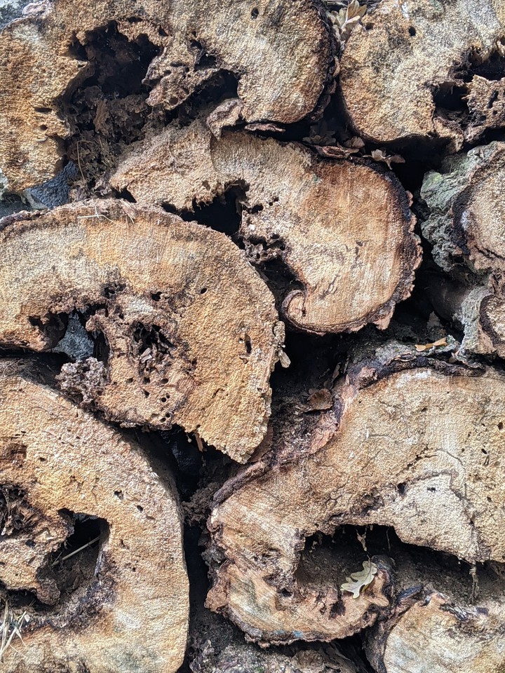 tree.  log. wood. дерево, сруб