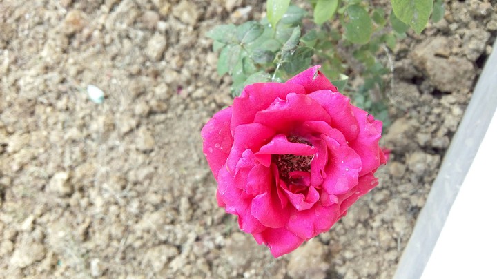 pink rose