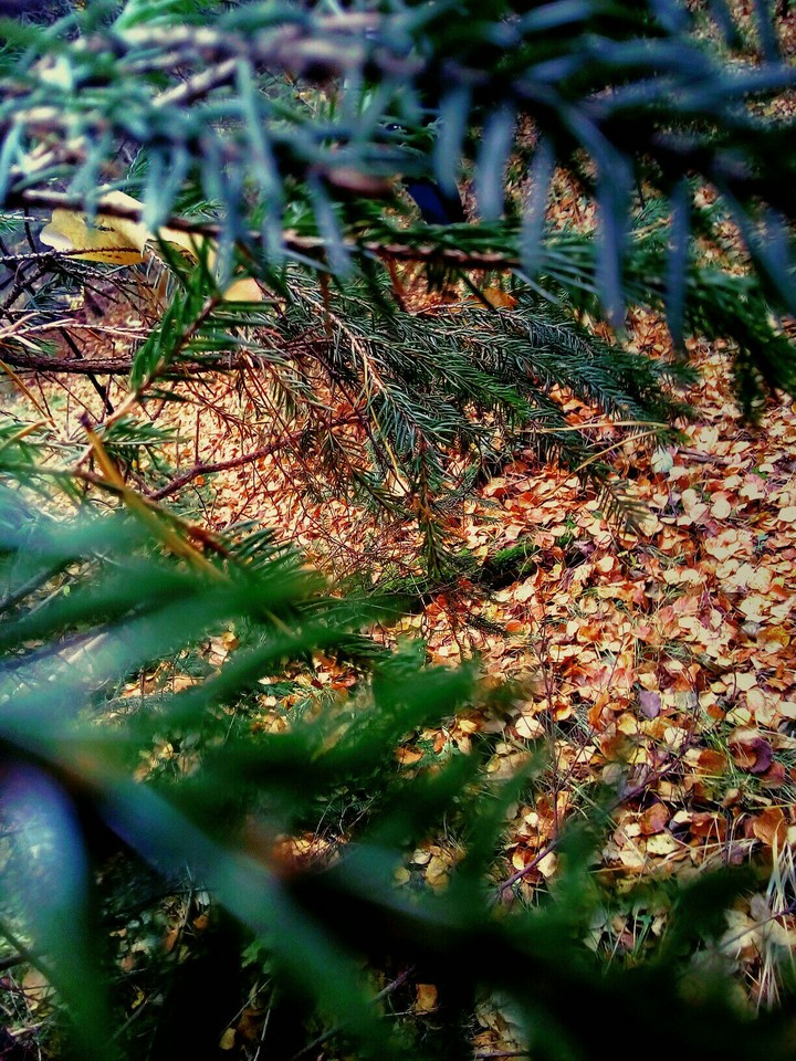 In the forest...