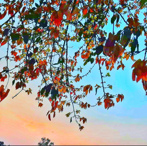 HDR