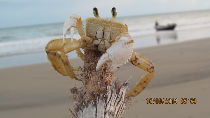 Crab- Catch on a morning beach walk