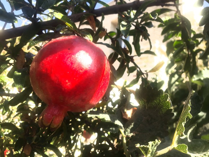 fall   #pomegranate #red #nice #rain #rainy #delisiuos