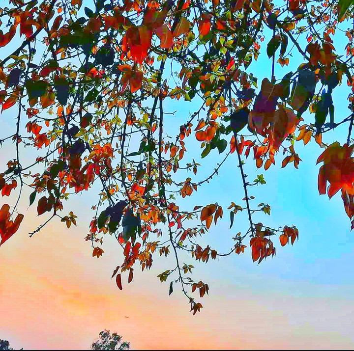 HDR