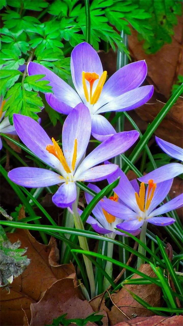 Beautiful flower