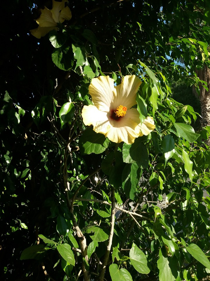 yellow flower