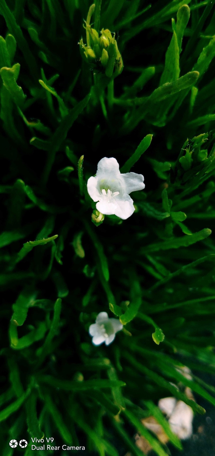500px