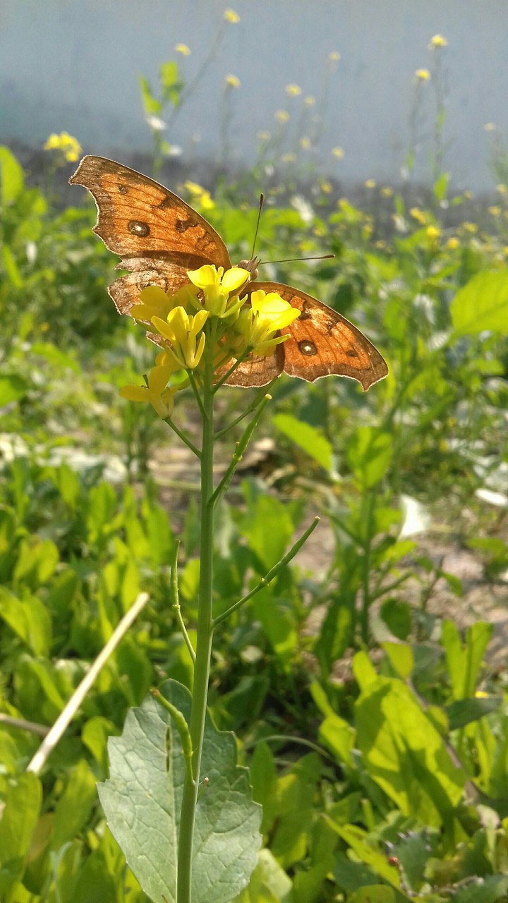 my 1st photography. .please  like  this