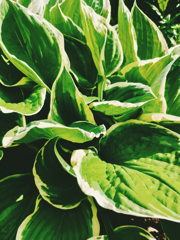 plant