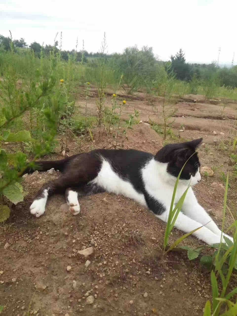 felidae, canidae achtergronden