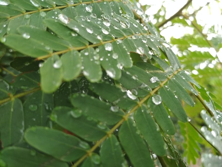 nature