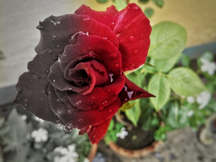 dark light love