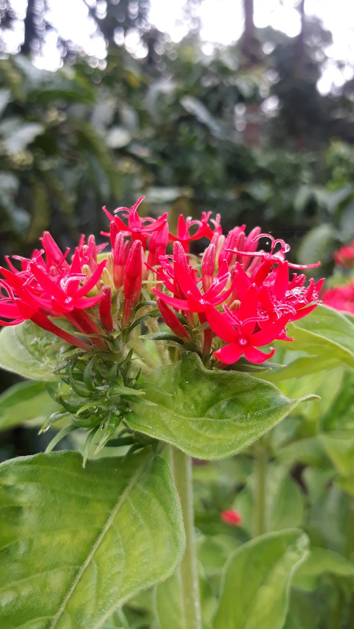 Flower