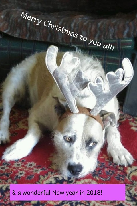 Wally with reindeer antlers