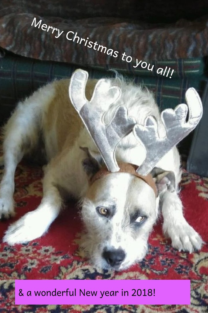 Wally with reindeer antlers