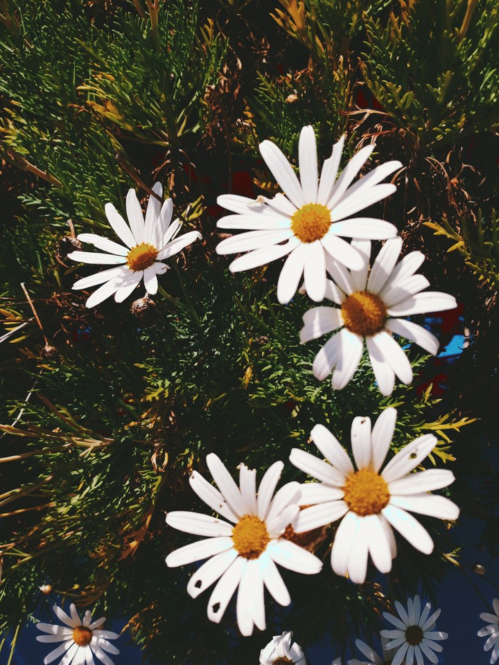 Spring