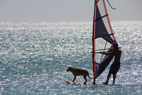 тапети dog, sailing