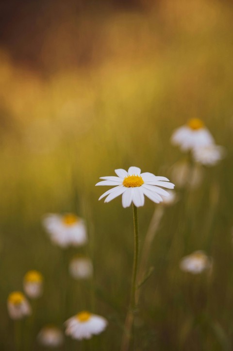 wildflower, Close-up壁紙