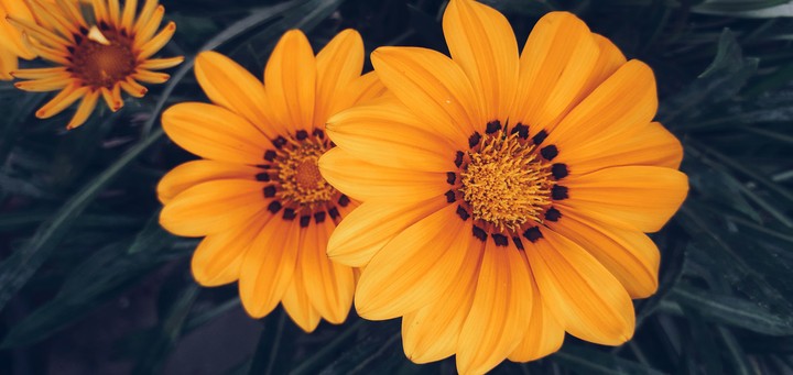 The Orange!