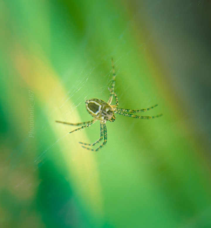 spider