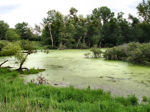 tapety wetland, marsh