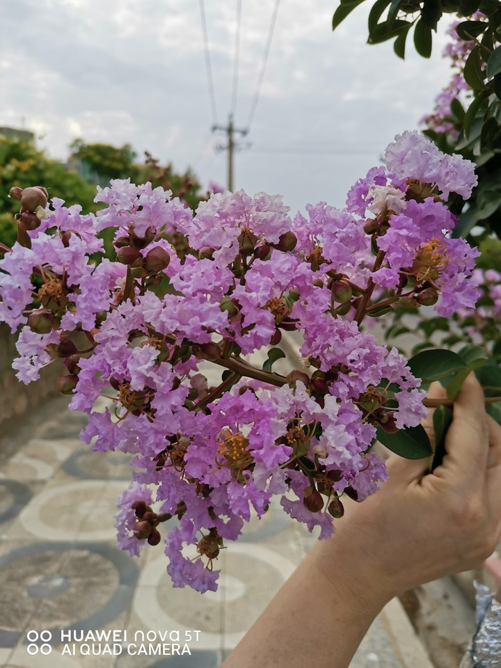flower