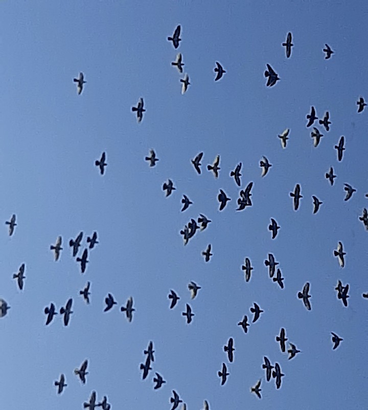 pigeon
