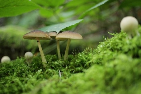 sous bois