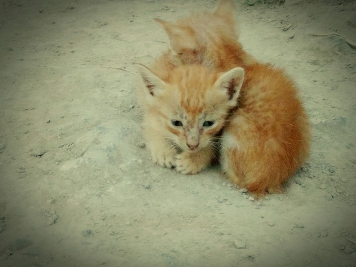 kitty cat 