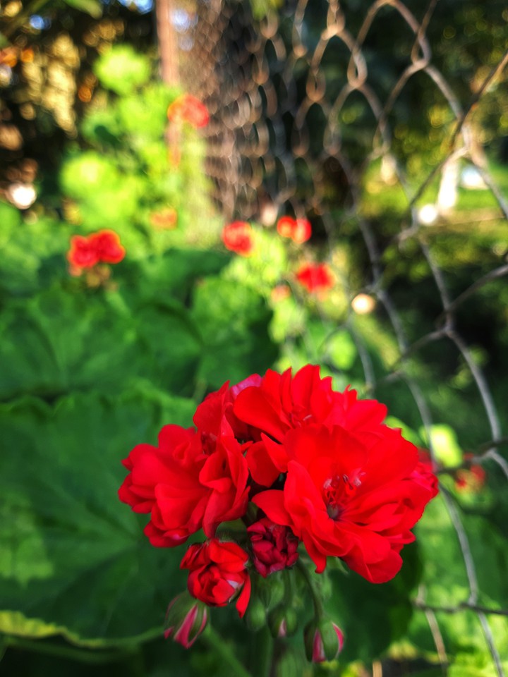 eclat de fleurs