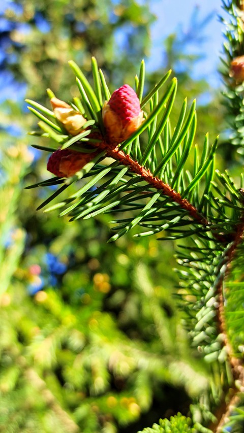 twig, plant Hintergrundbilder