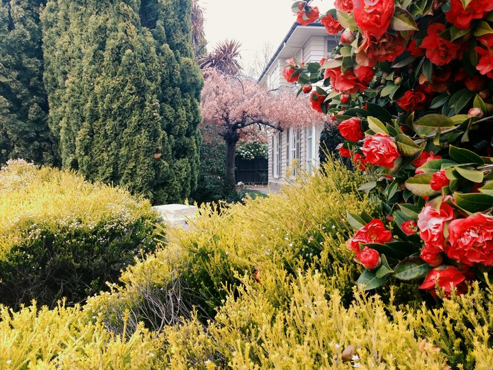House in Bushes