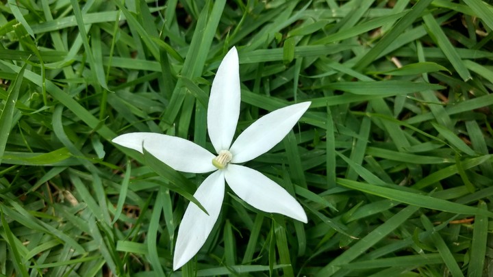 flor branca