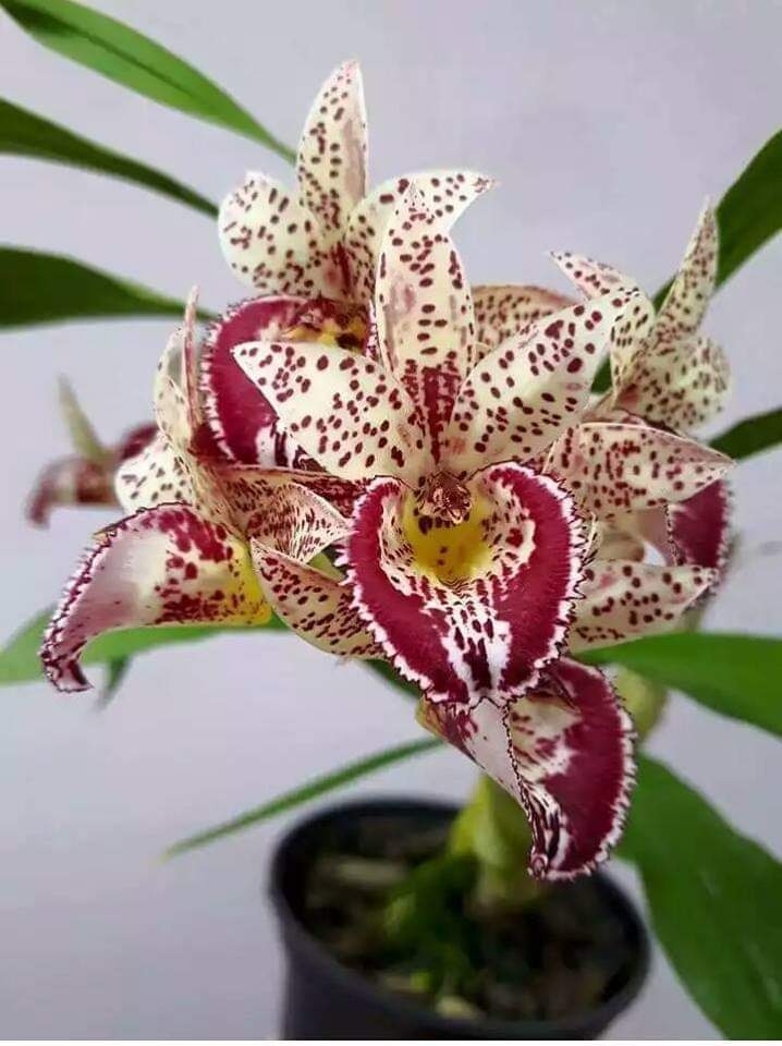 #SRS ?