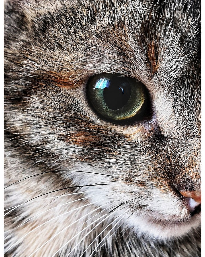 Котик