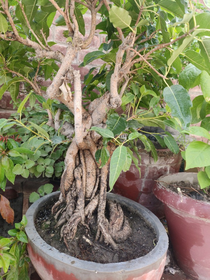 Bonzai  plant