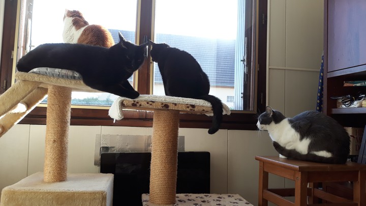 Mes chats.