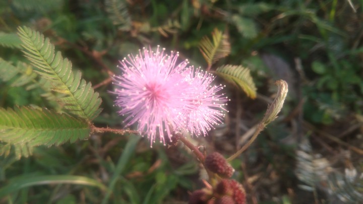 beautiful flowers