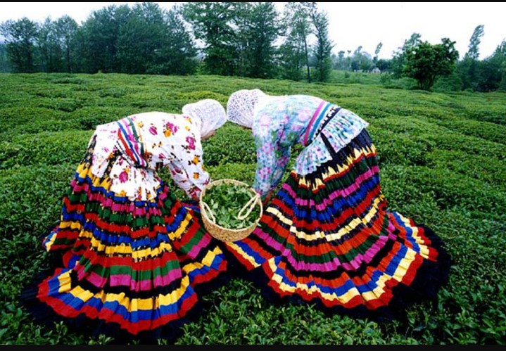 Tea ceremony in Gilan