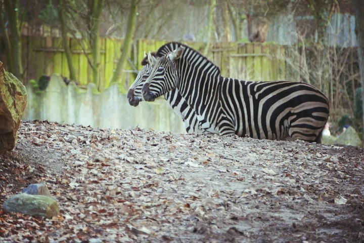 Im Zoo in Osnabrück