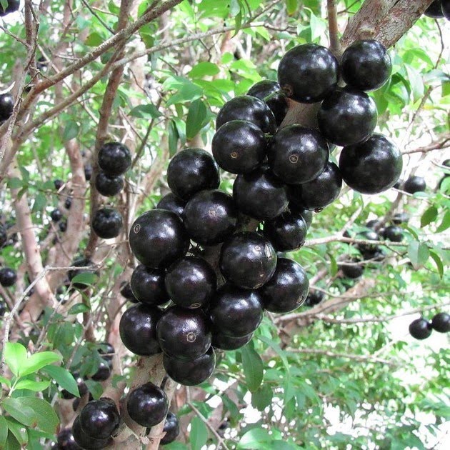 Brazil Fruits - Jabuticaba