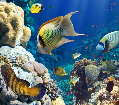 Underwater