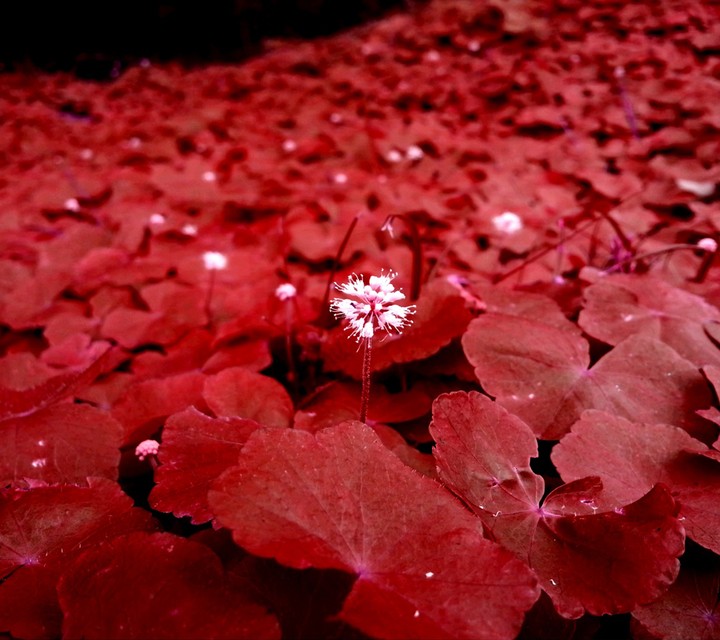lovely flower