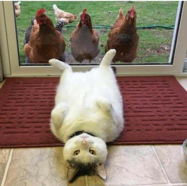 cats and chickens