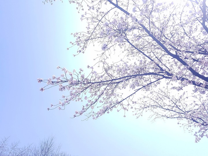 spring